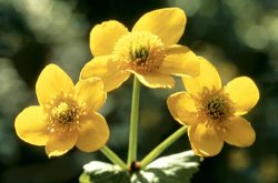 American School Himalayan Marsh Marigold