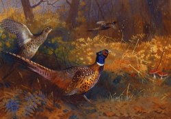 Archibald Thorburn A Cock And Hen Pheasant At The Edge Of A Wood painting
