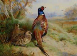 Archibald Thorburn Cock And Hen Pheasant at The Edge of a Wood