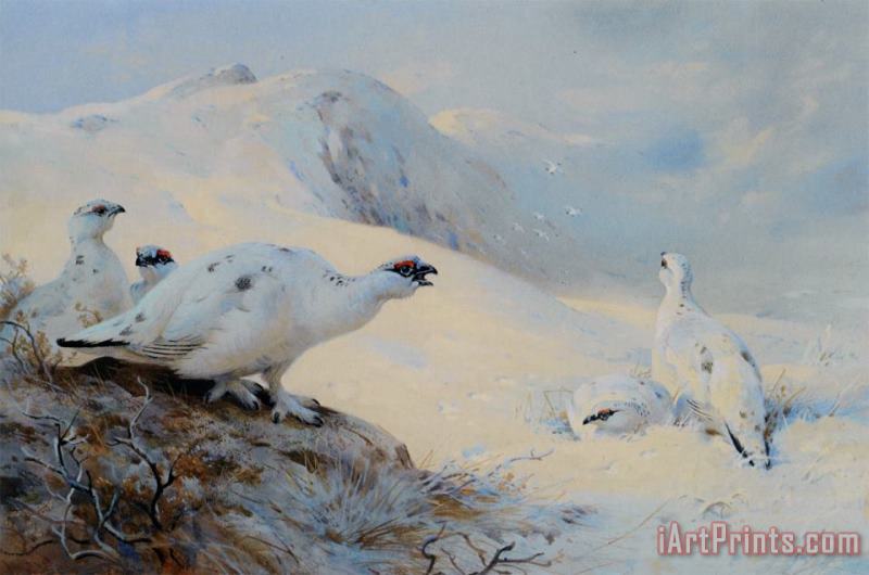 Ptarmigan Calling in The Snow painting - Archibald Thorburn Ptarmigan Calling in The Snow Art Print