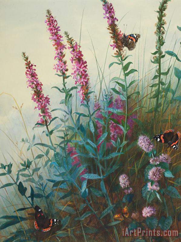 Purple Loosestrife And Watermind painting - Archibald Thorburn Purple Loosestrife And Watermind Art Print