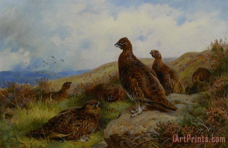 Red Grouse Packing painting - Archibald Thorburn Red Grouse Packing Art Print