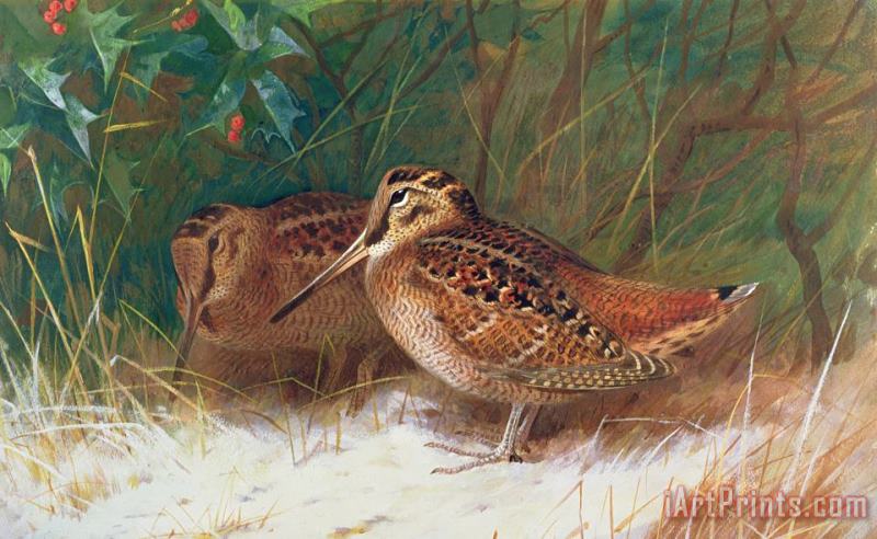 Woodcock in the Undergrowth painting - Archibald Thorburn Woodcock in the Undergrowth Art Print