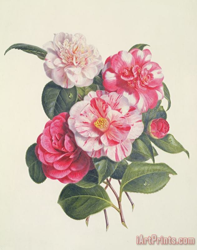 Augusta Innes Withers Camelias Art Painting