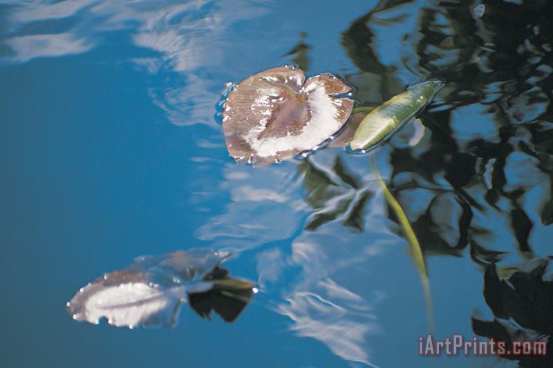 Australian School Water lily leaves and reflection of clouds in unknown lake Art Painting