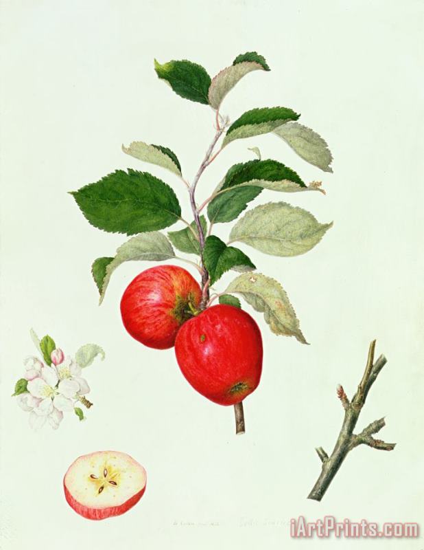 The Belle Scarlet Apple painting - Barbara Cotton The Belle Scarlet Apple Art Print