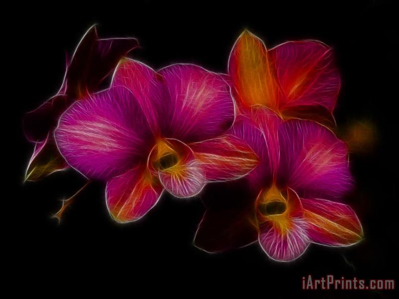 Blair Wainman Delicate Dendrobium Art Painting