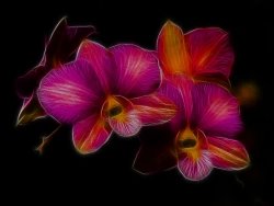 Blair Wainman Delicate Dendrobium
