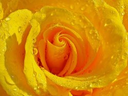 Blair Wainman Nature's Gold