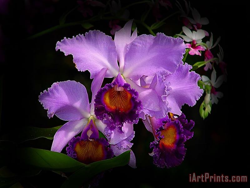 Orchidstral Beauty painting - Blair Wainman Orchidstral Beauty Art Print