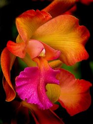 Blair Wainman Tropical Splendor