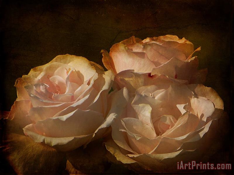Blair Wainman Vintage Rose Art Painting
