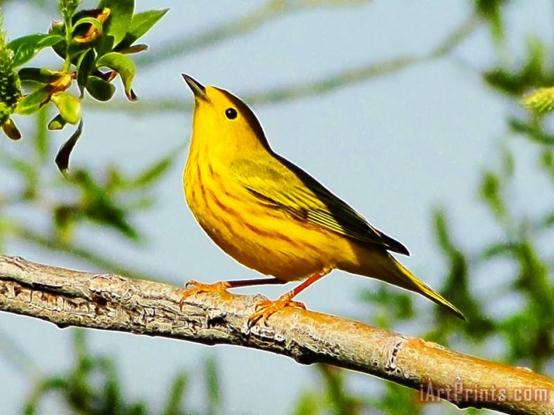 Yellow Bird painting - Blair Wainman Yellow Bird Art Print