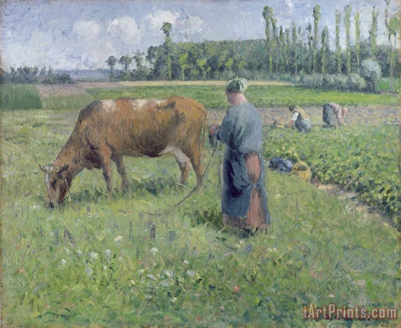 Girl Tending a Cow in Pasture painting - Camille Pissarro Girl Tending a Cow in Pasture Art Print