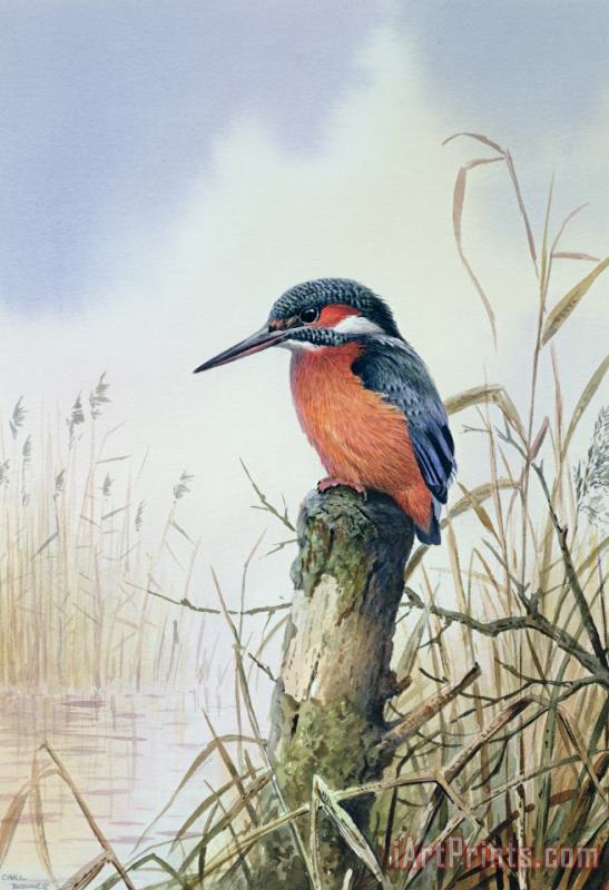 Kingfisher painting - Carl Donner Kingfisher Art Print