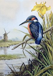 Carl Donner Kingfisher with Flag Iris and Windmill