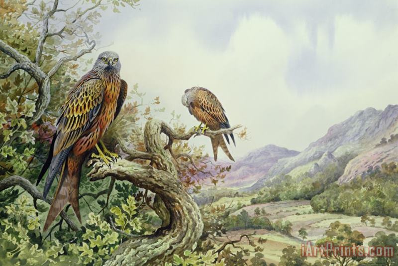 Carl Donner Pair of Red Kites in an Oak Tree Art Painting