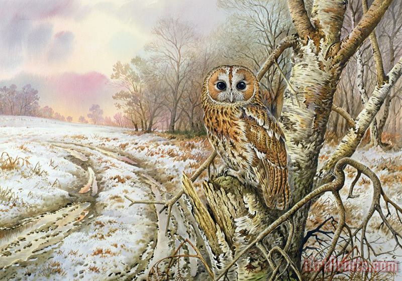 Tawny Owl painting - Carl Donner Tawny Owl Art Print