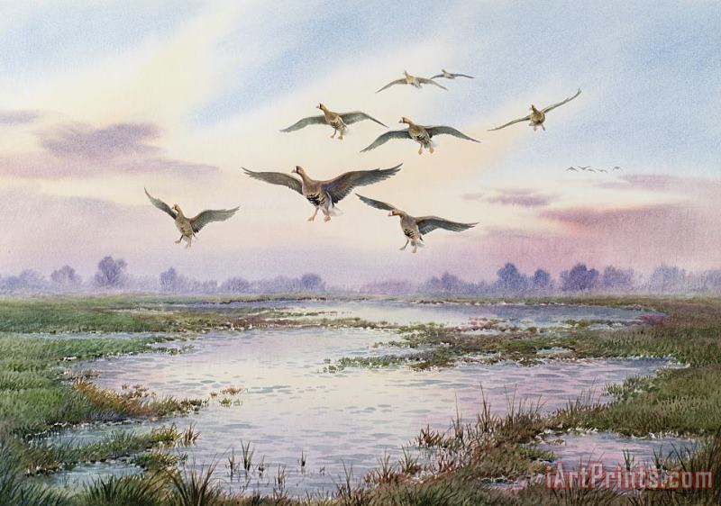 Carl Donner White-Fronted Geese Alighting Art Painting