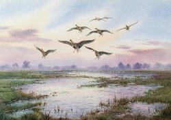 Carl Donner White-Fronted Geese Alighting