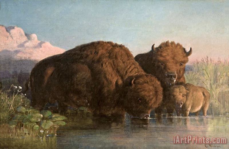 Charles Ferdinand Wimar Buffalo Drinking Art Print