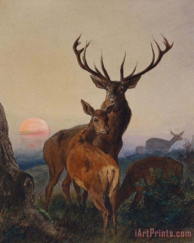 Charles Jones A Stag With Deer In A Wooded Landscape At Sunset Art Print