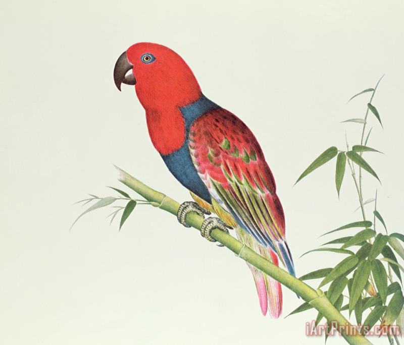 Chinese School Electus Parrot On A Bamboo Shoot Art Print