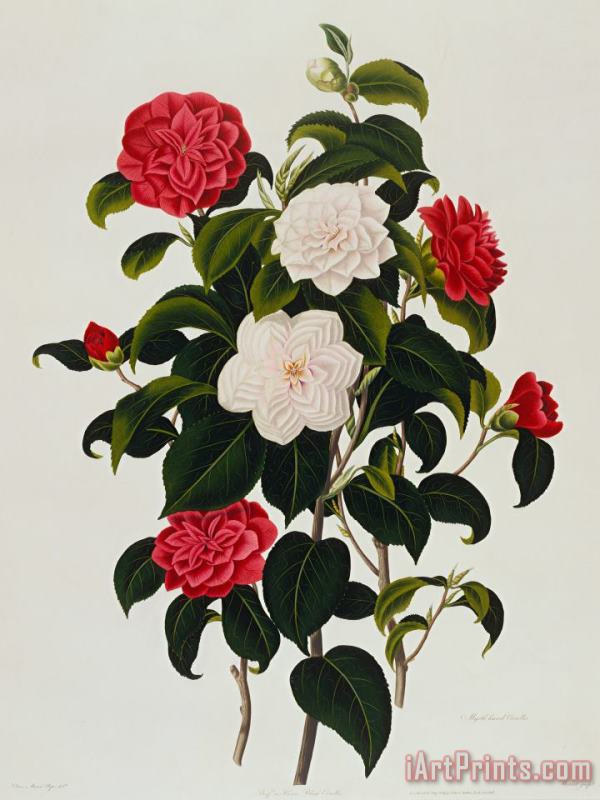 Myrtle Leaved Camellia painting - Clara Maria Pope Myrtle Leaved Camellia Art Print