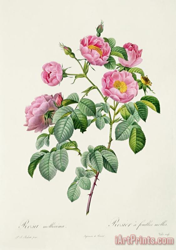 Claude Antoine Thory Rosa Mollissima Art Painting