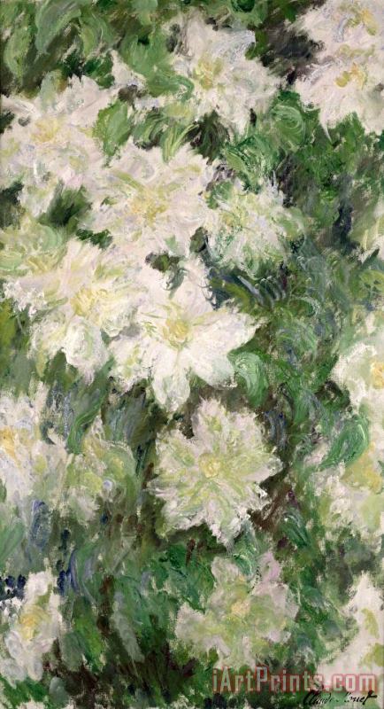 White Clematis painting - Claude Monet White Clematis Art Print
