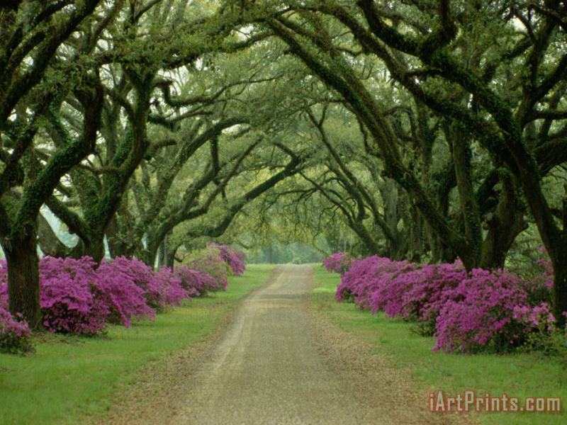 A Beautiful Pathway Lined with Trees And Purple Azaleas painting - Collection A Beautiful Pathway Lined with Trees And Purple Azaleas Art Print