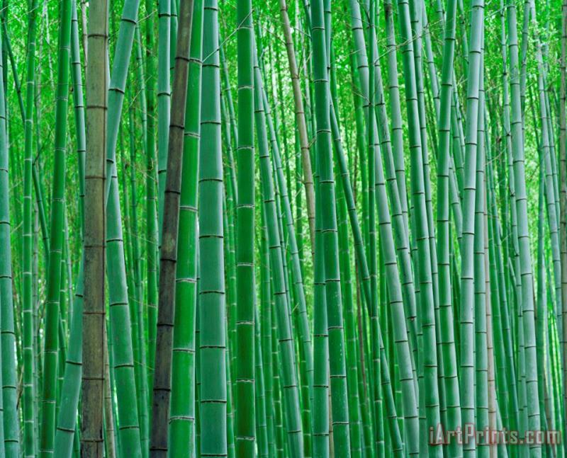 Bright Green Bamboo Forest in Kyoto Japan painting - Collection Bright Green Bamboo Forest in Kyoto Japan Art Print
