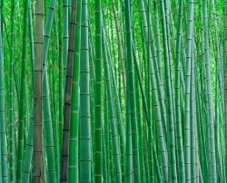 Collection Bright Green Bamboo Forest in Kyoto Japan