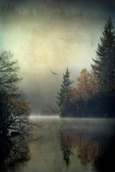 Collection Osprey on Loch Ard texture and brushes painting
