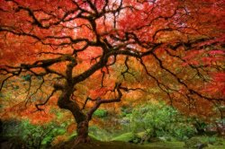 Collection Portland Japanese Garden painting