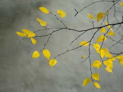 Collection Yellow Autumnal Birch Betula Tree Limbs Against Gray Stucco Wall