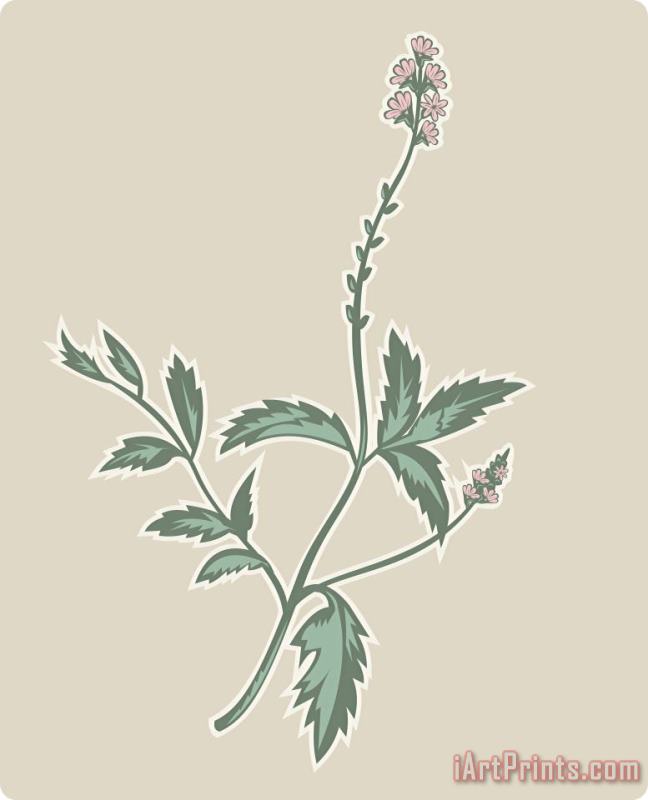 Verbena Flowering Plant painting - Collection 10 Verbena Flowering Plant Art Print