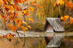 Collection 12 Duck's House