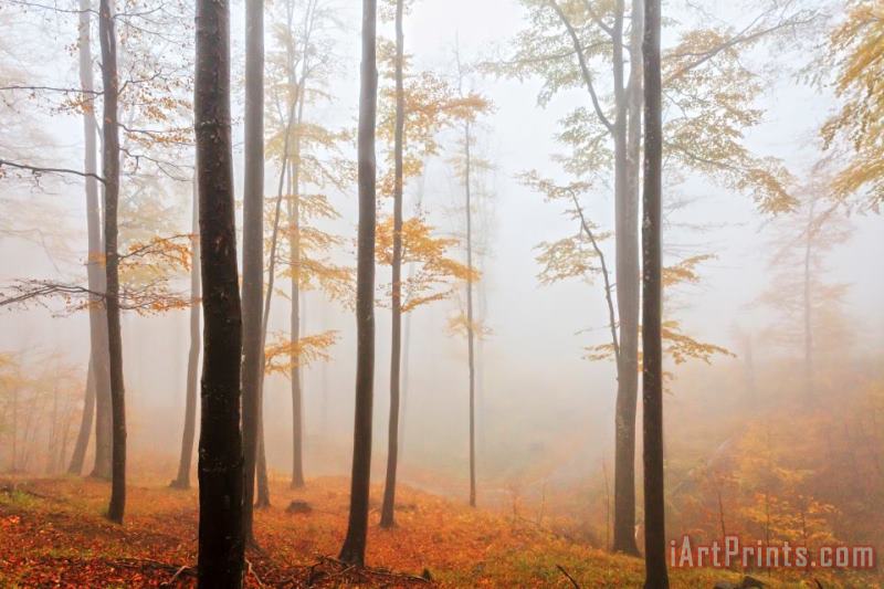 Golden Autumn Forest painting - Collection 12 Golden Autumn Forest Art Print