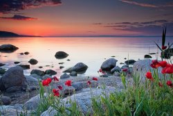Collection 12 Poppies By the Sea painting