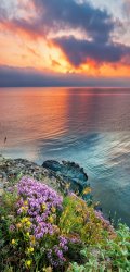Collection 12 Wild Thyme by the Sea painting