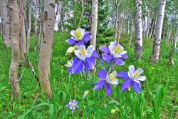 Collection 14 Aspens and Columbines