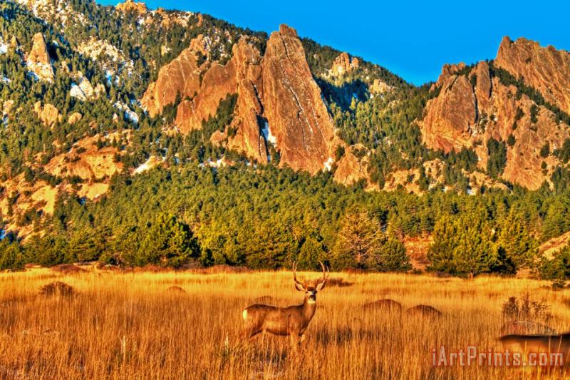 Collection 14 Buck and Flatirons Art Painting