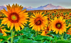 Collection 14 Longs Sunflowers