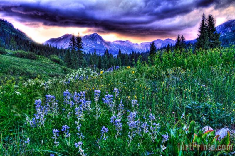 Collection 14 Purple Skies and Wildflowers Art Print