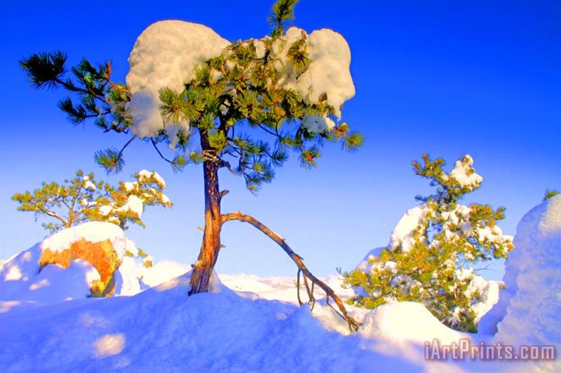 Snow Tree painting - Collection 14 Snow Tree Art Print
