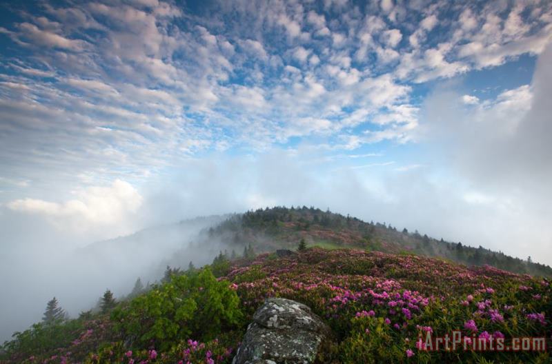 Collection 3 Blue Skies Above Catawba Rhododendron in the Roan Mountain Highlands Art Painting