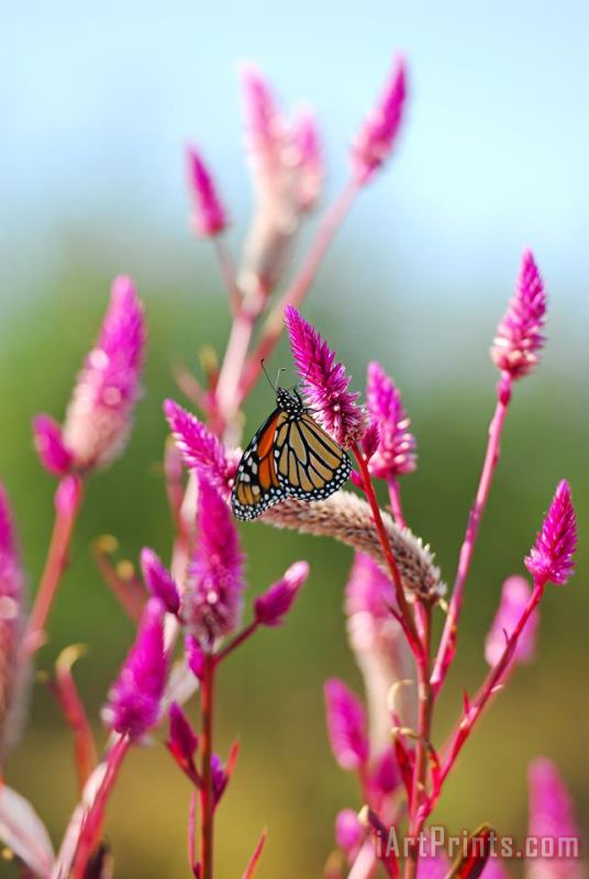 Collection 3 Monarch Butterfly on Pink Flowers Art Print