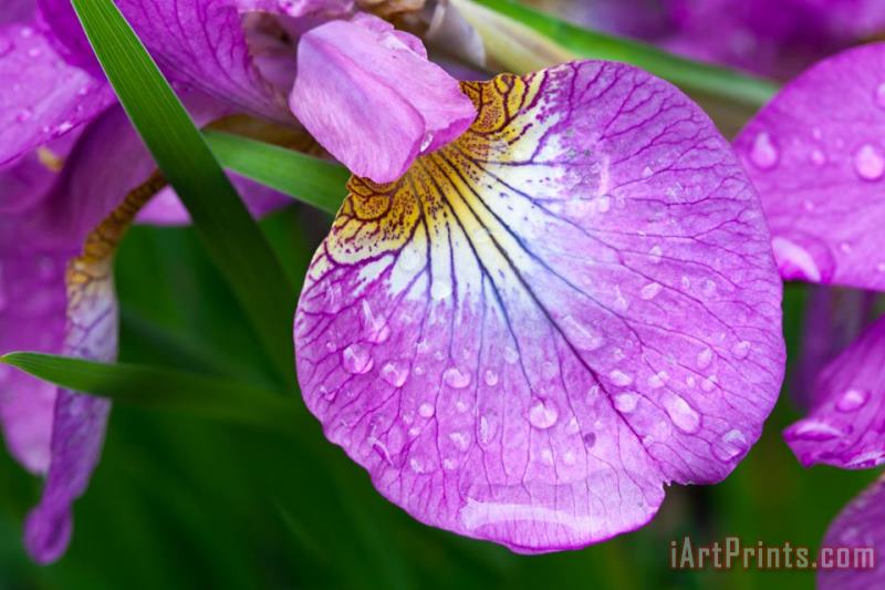Purple Iris with Spring Rain Drops painting - Collection 3 Purple Iris with Spring Rain Drops Art Print