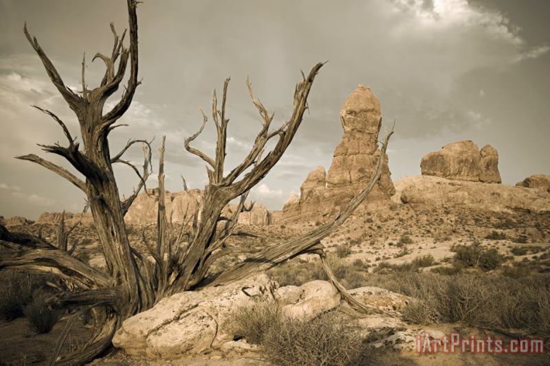 Arches Desert Tree painting - Collection 6 Arches Desert Tree Art Print